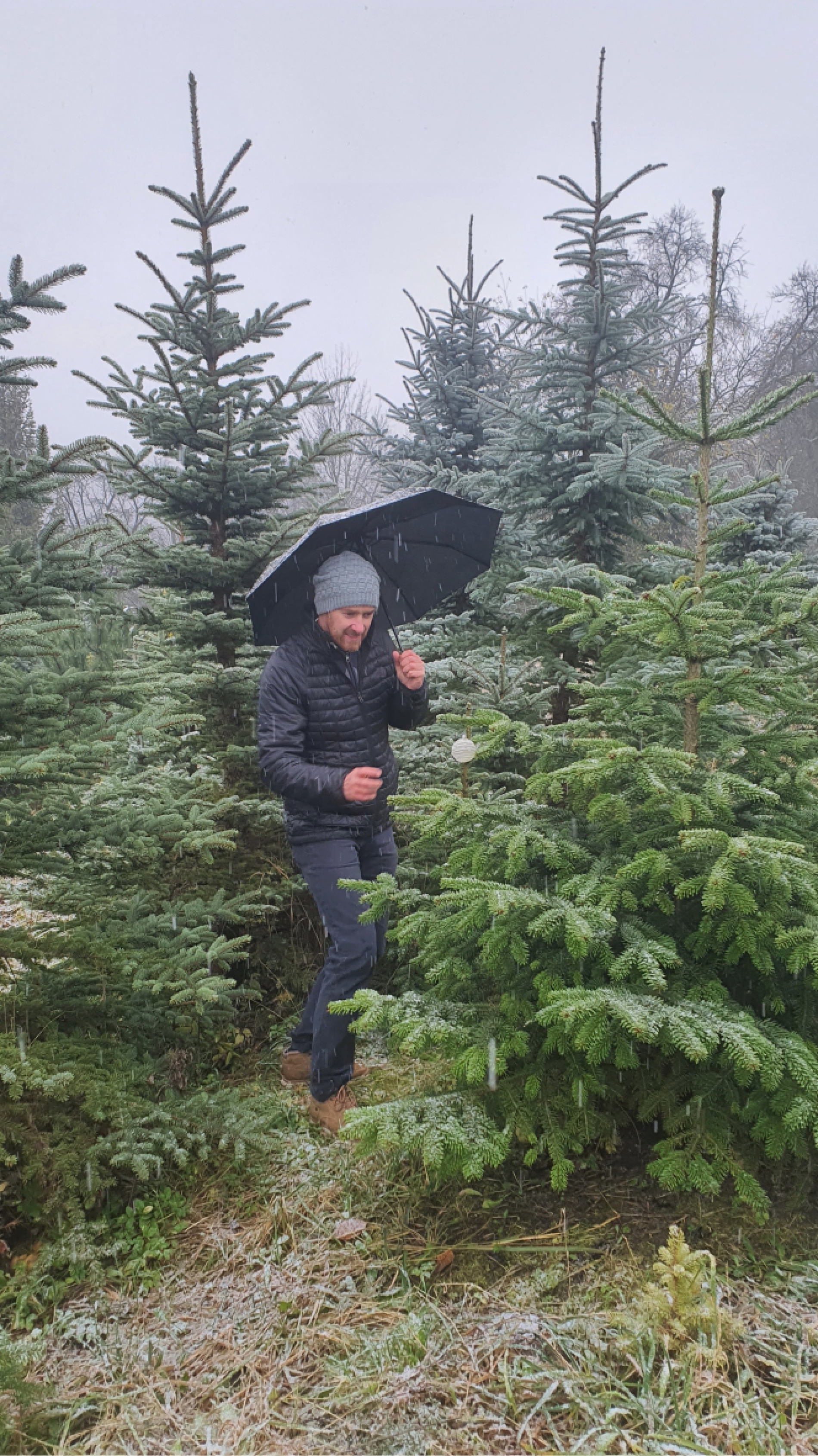 Je vánoční stromeček "nedotknutelný symbol"?